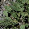 Opuntia_rafinesquei